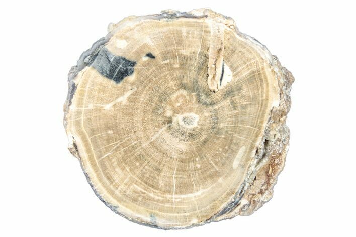 Petrified Wood (Schinoxylon) Round - Blue Forest, Wyoming #252939